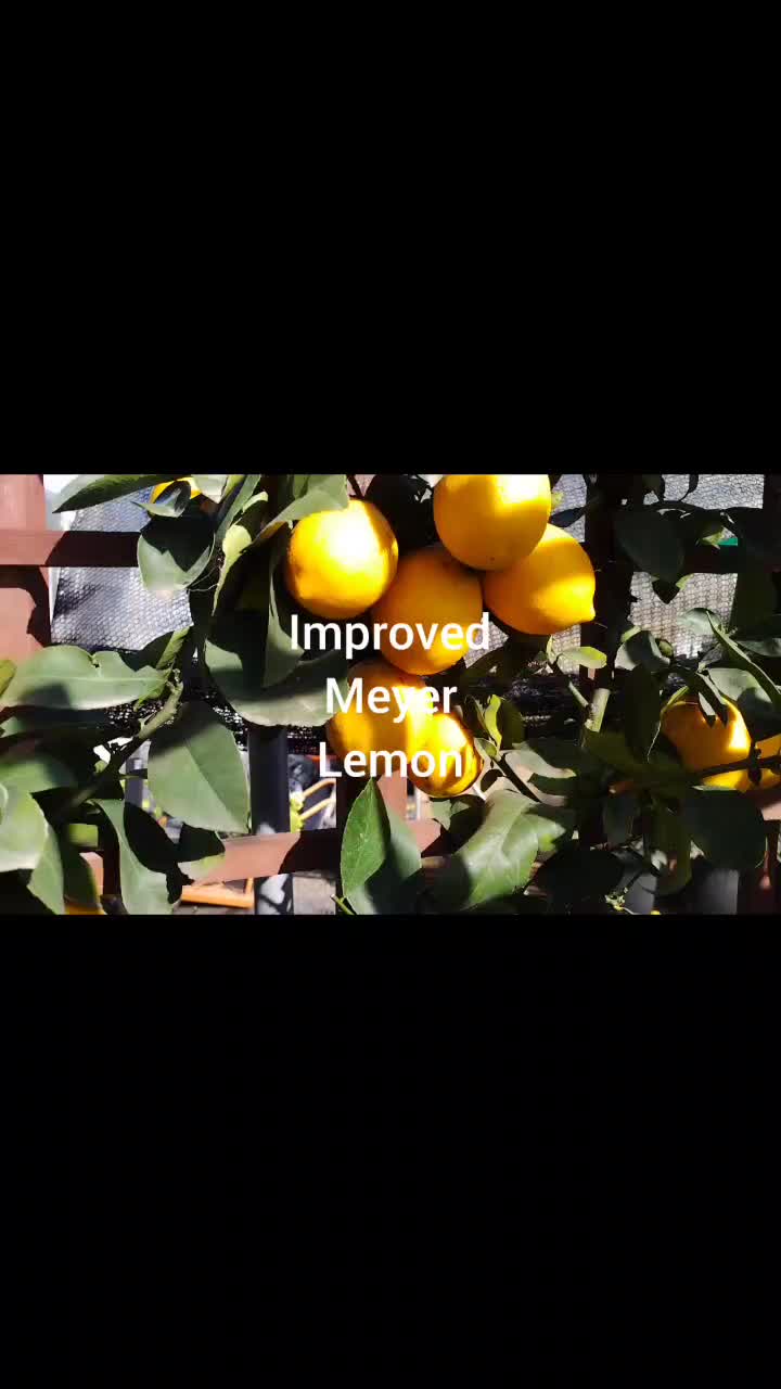 @IngredientBasics