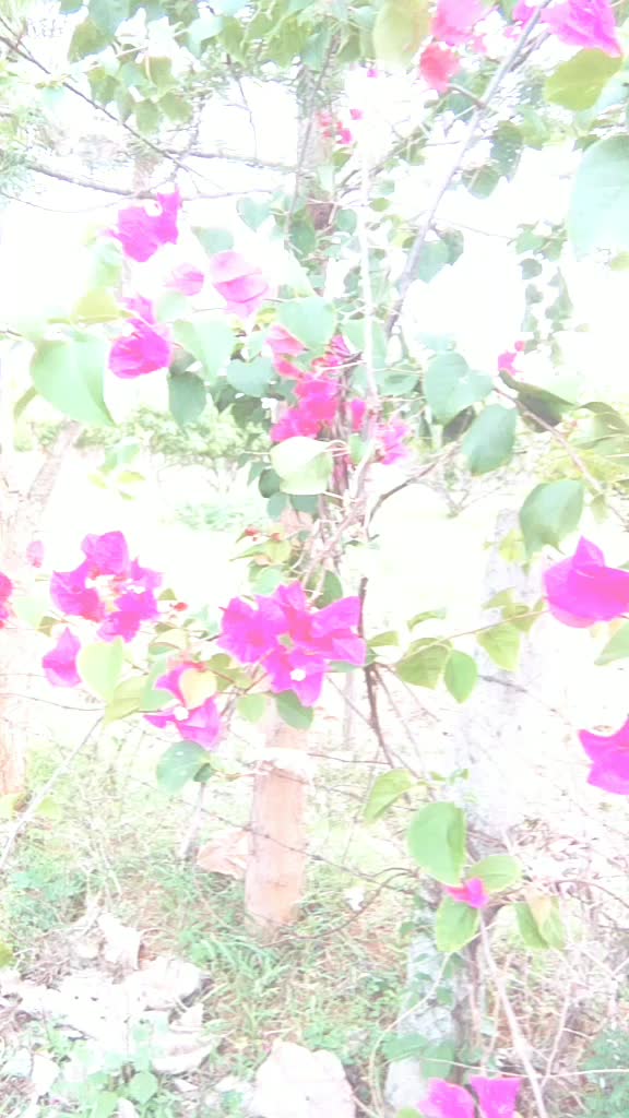 @devaraju
