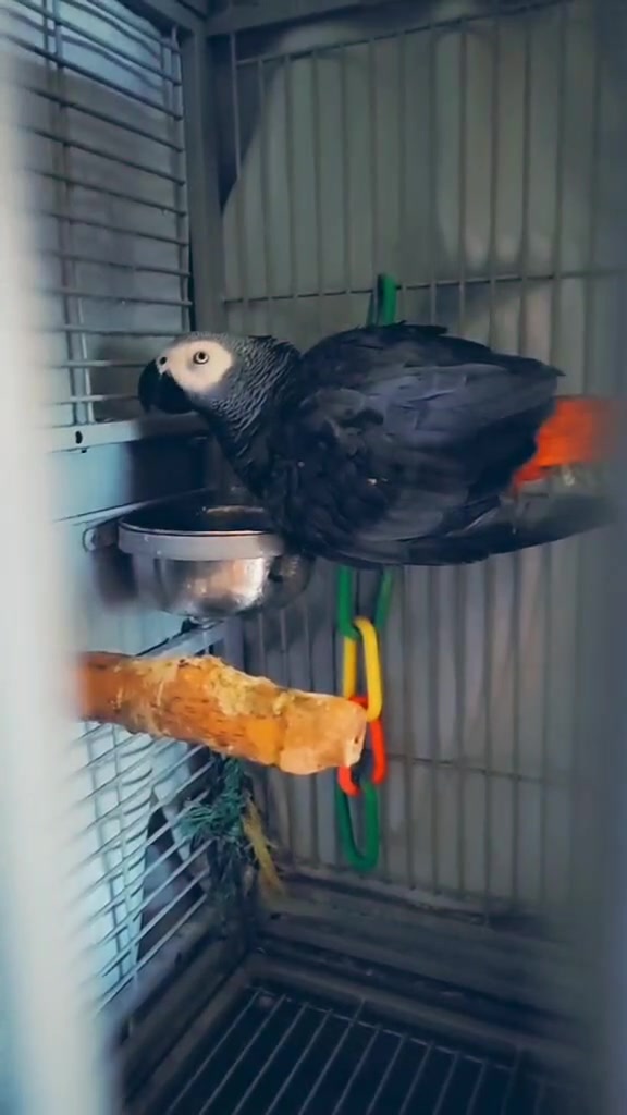 @Ben the bird