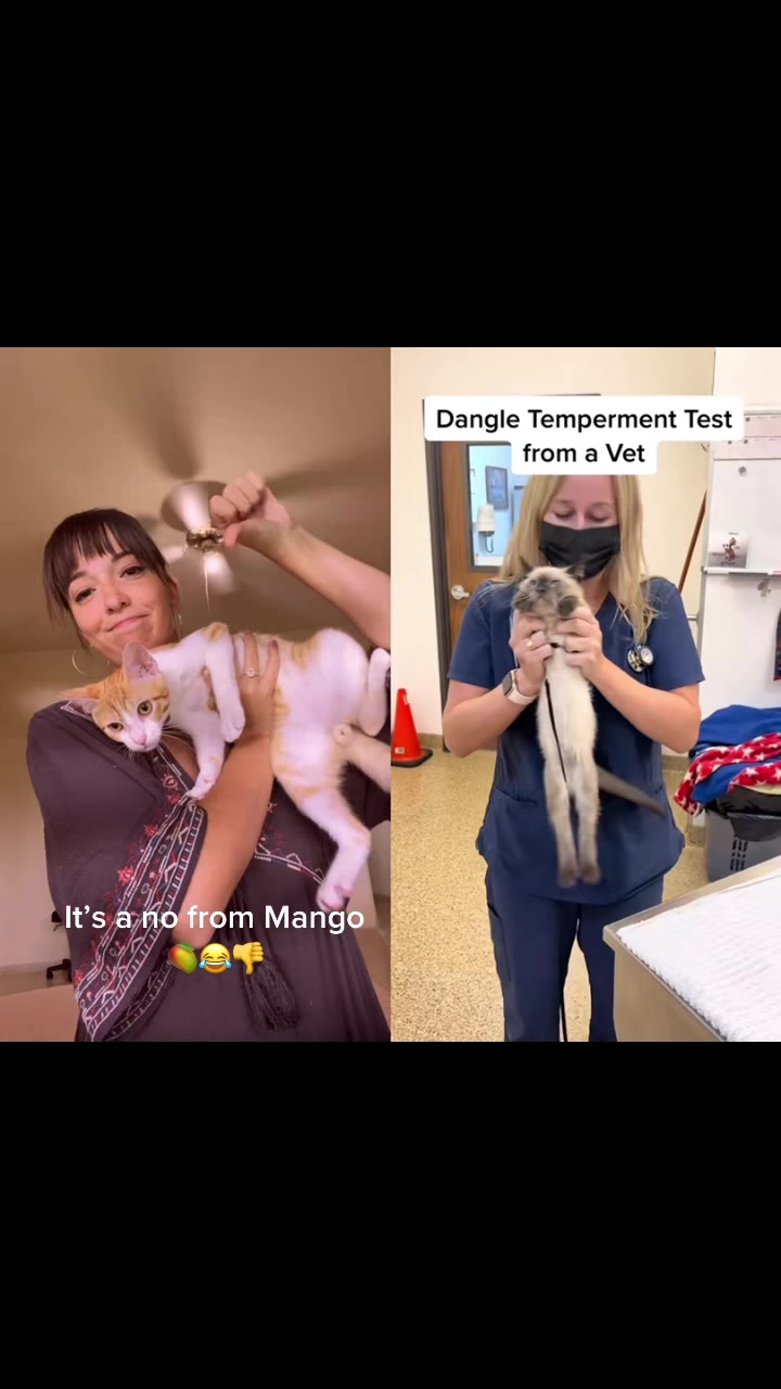 @The Fur Babies 🐈 🐈&zwj;⬛ 🐕