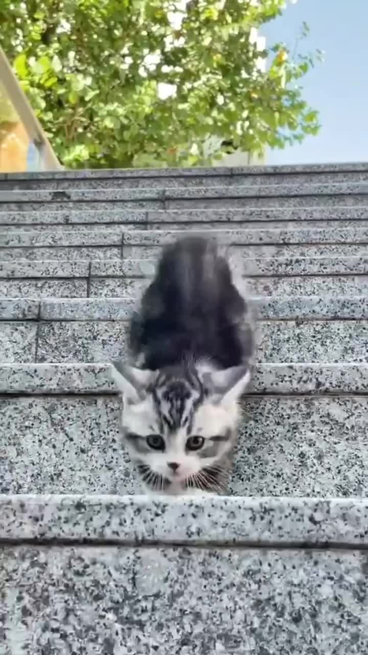 @CutePetEncyclopedia