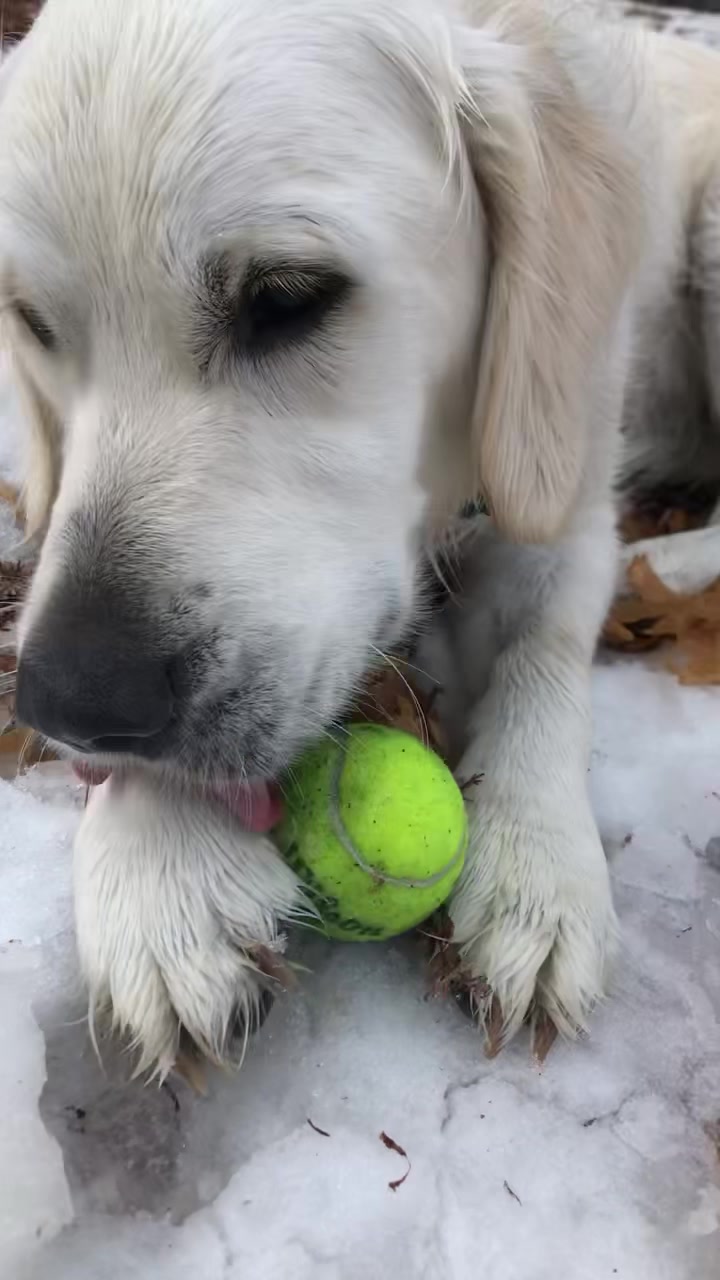 @pierredawg