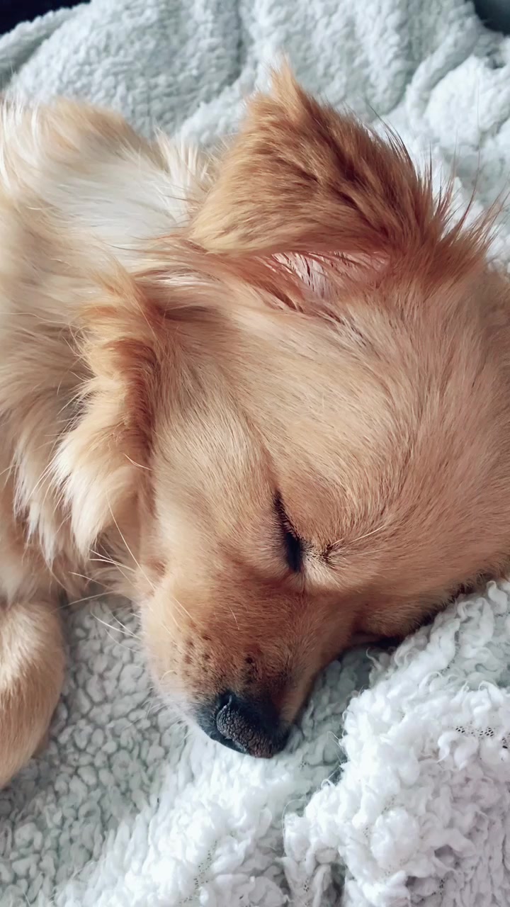 @candy.h