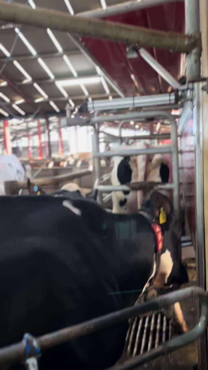 @Lely center eglish