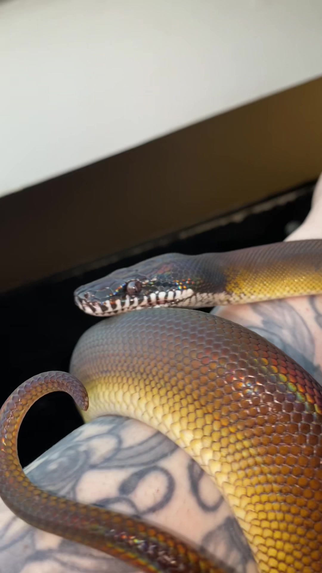 @Snakes_of_Leslie🐍