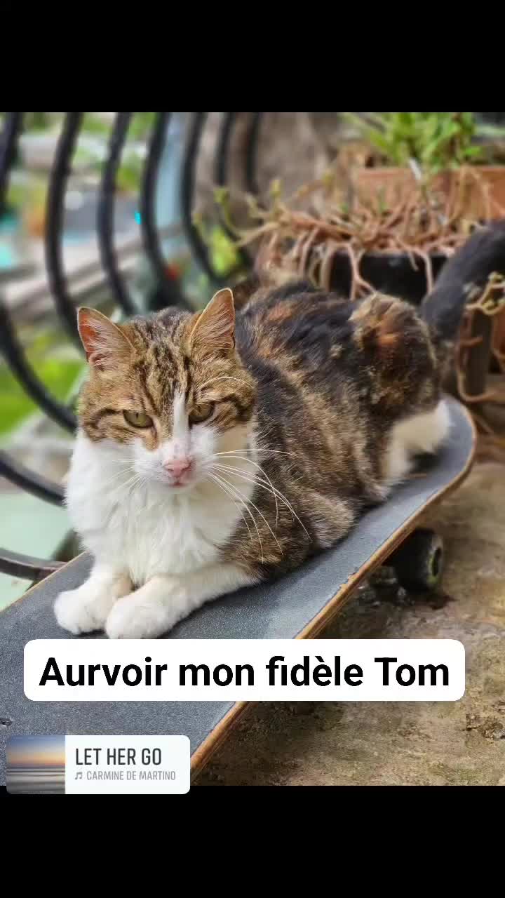 @flopy et Urion