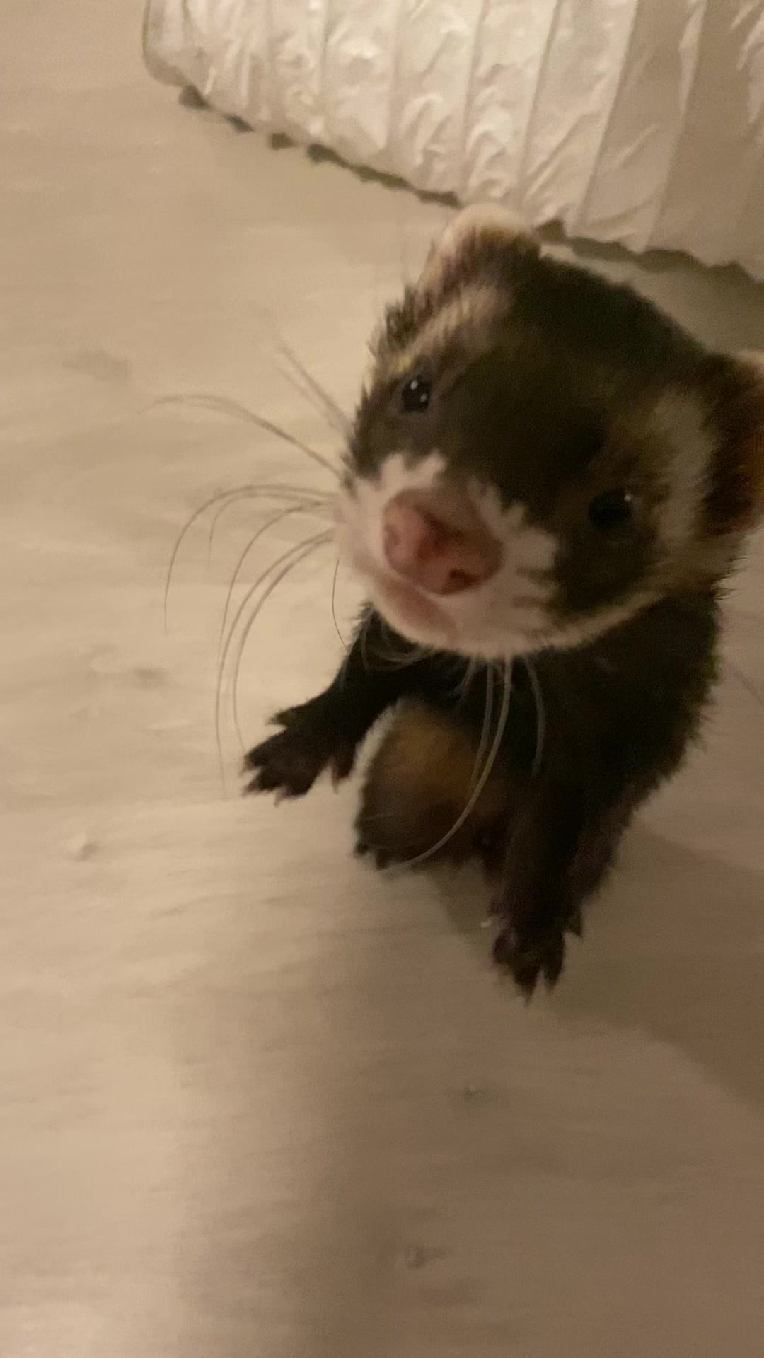 @FerretFiesta