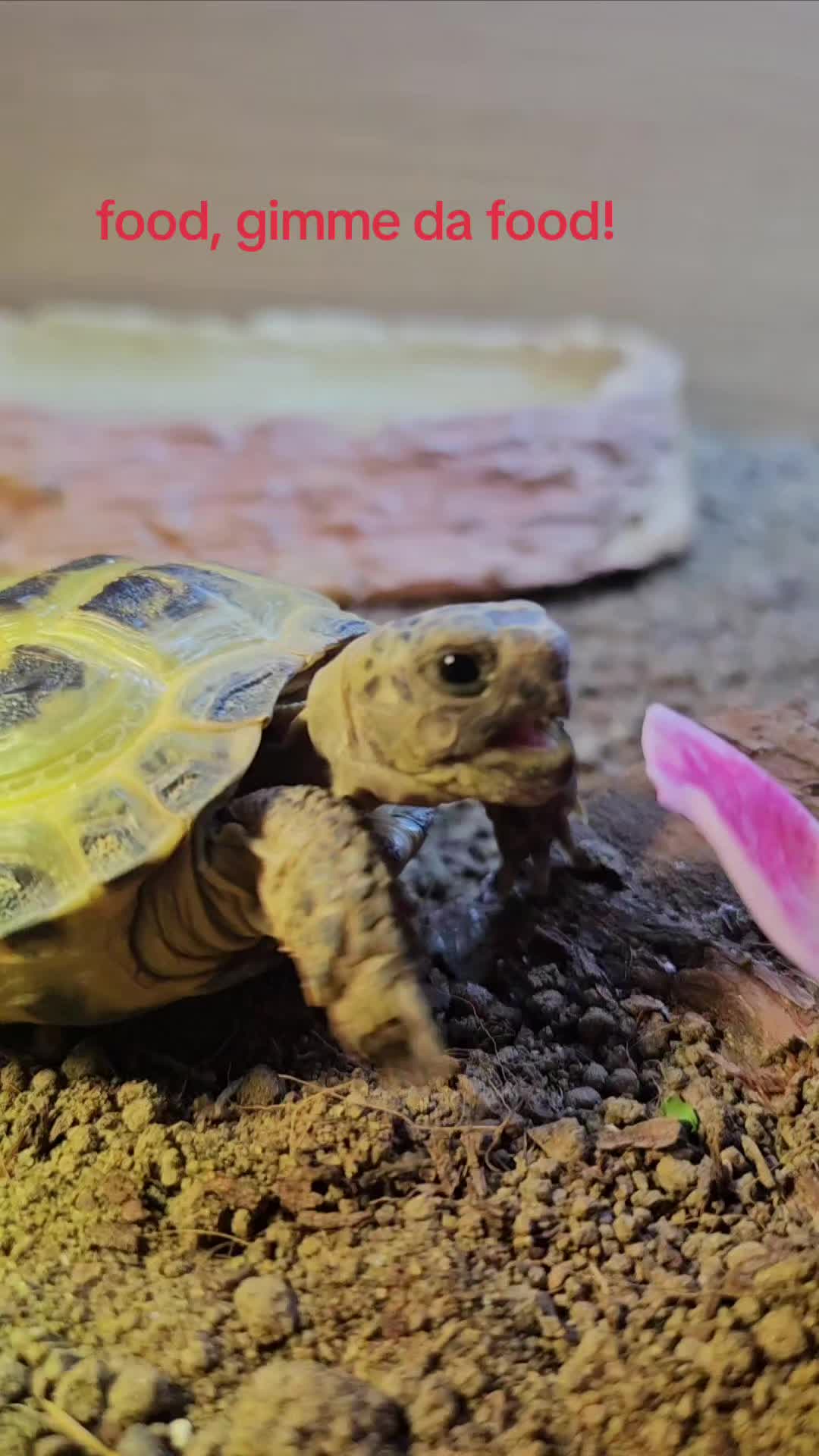 @speedy_the_tortoise