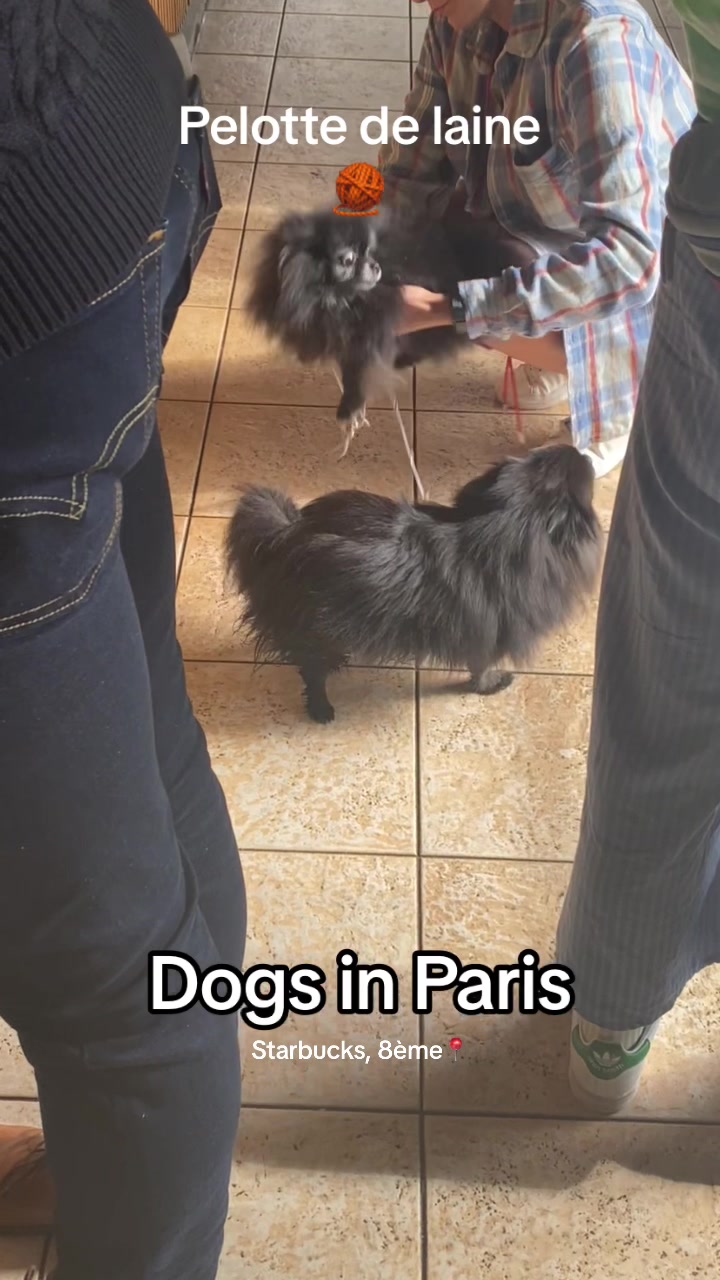 @dogs in Paris 🐶