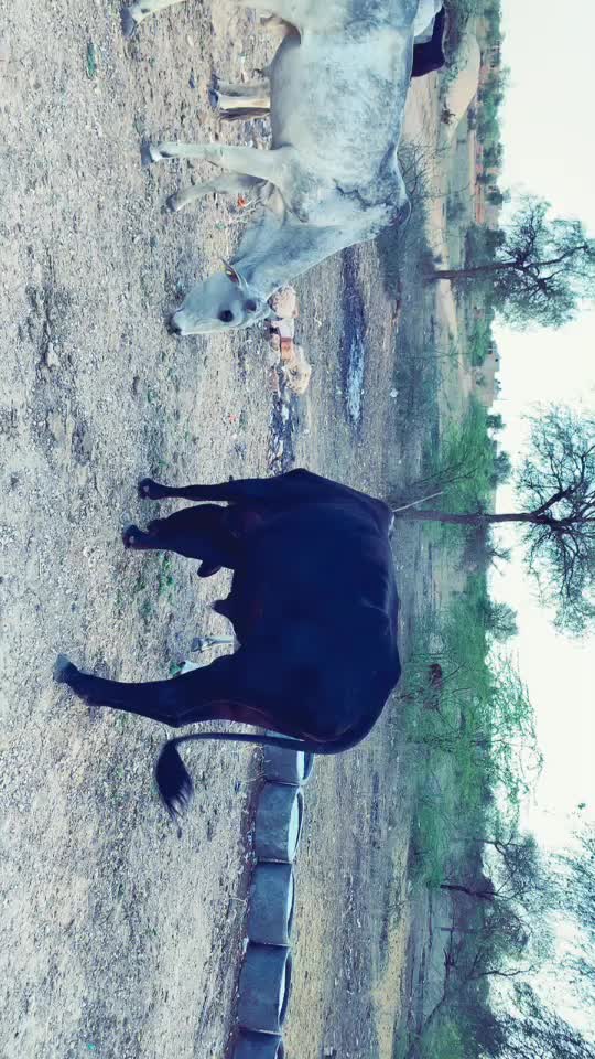 @@ Poojaparjapat529