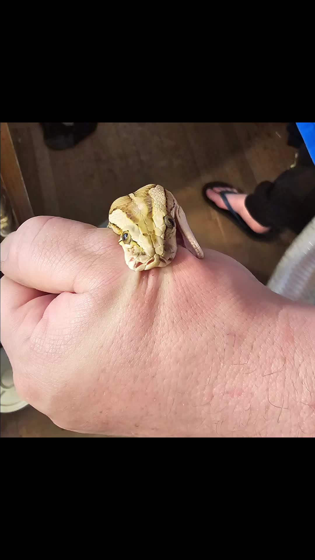 @mudcowpythons