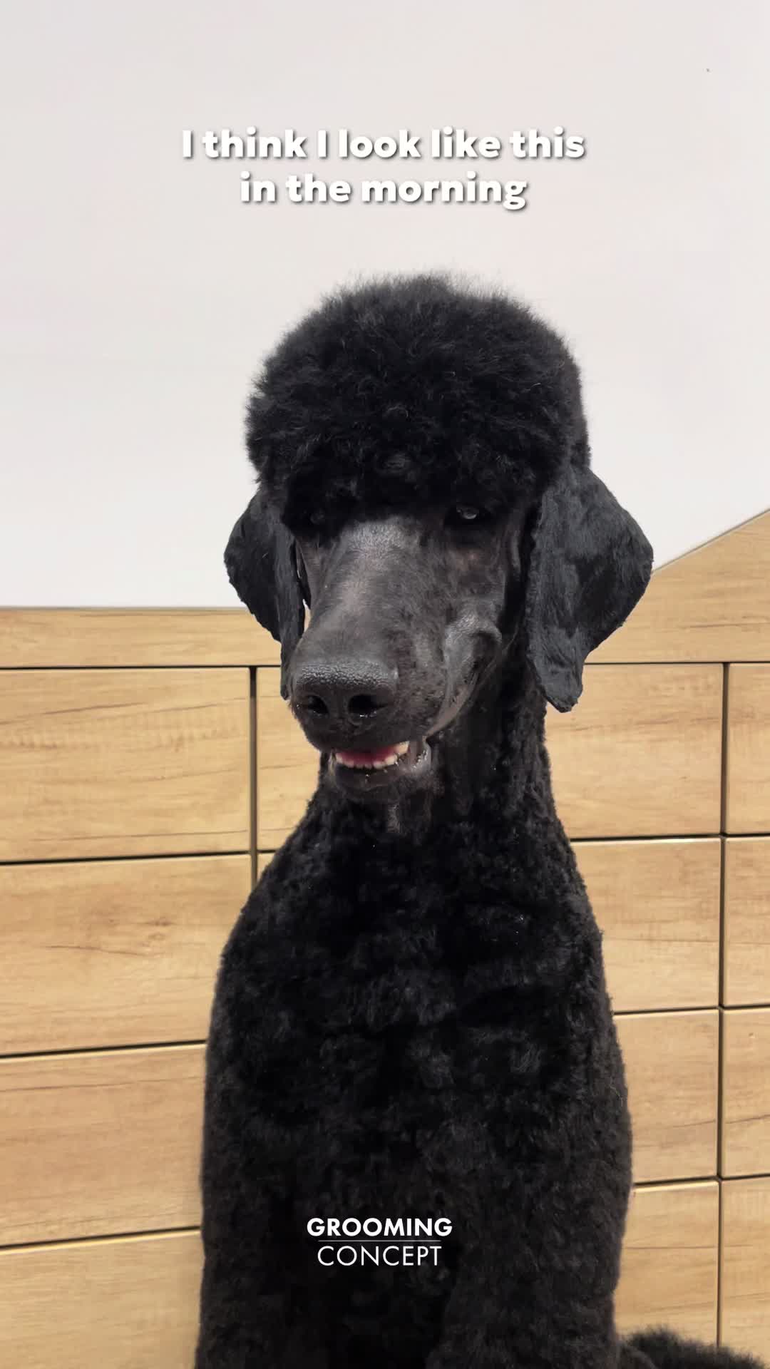 @groomingconcept.cz