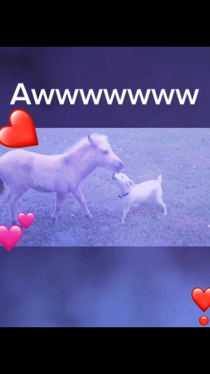 @Pet loverr