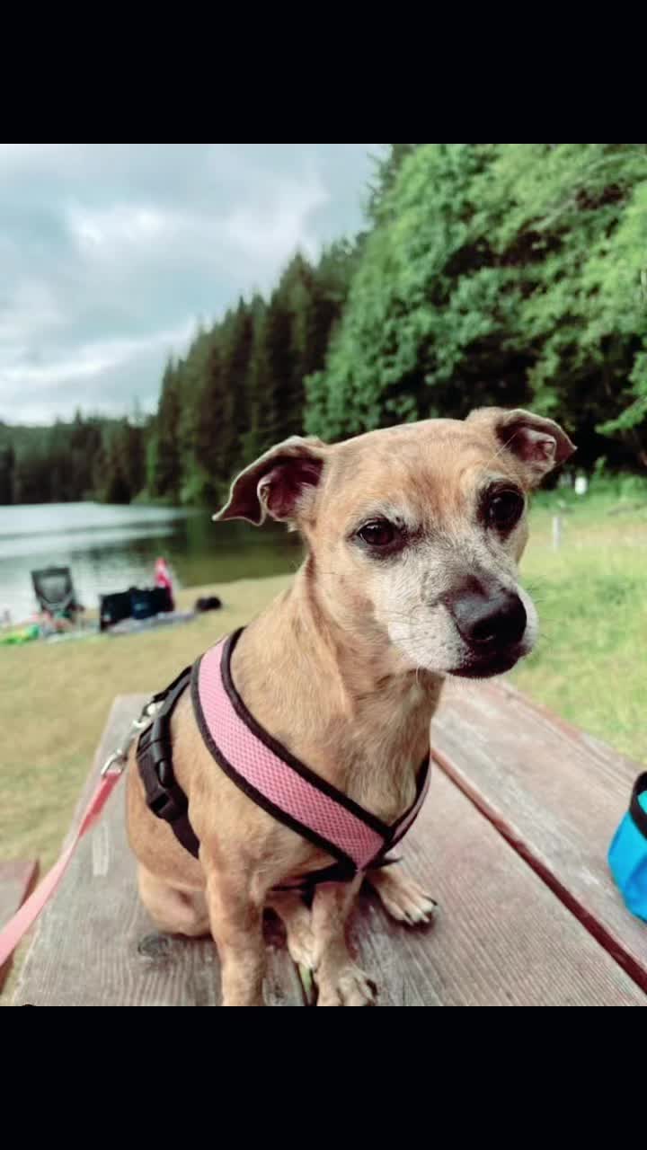@indy beebee