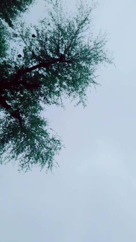 @pali.saab
