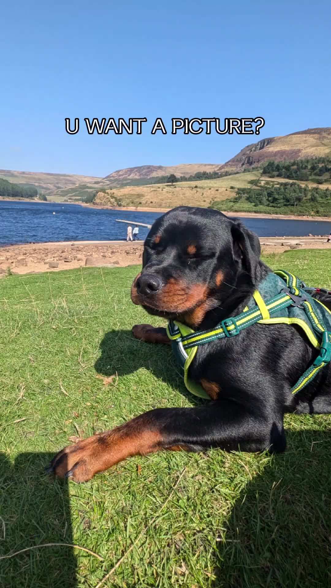 @Rio The Rottie 🐾🐶