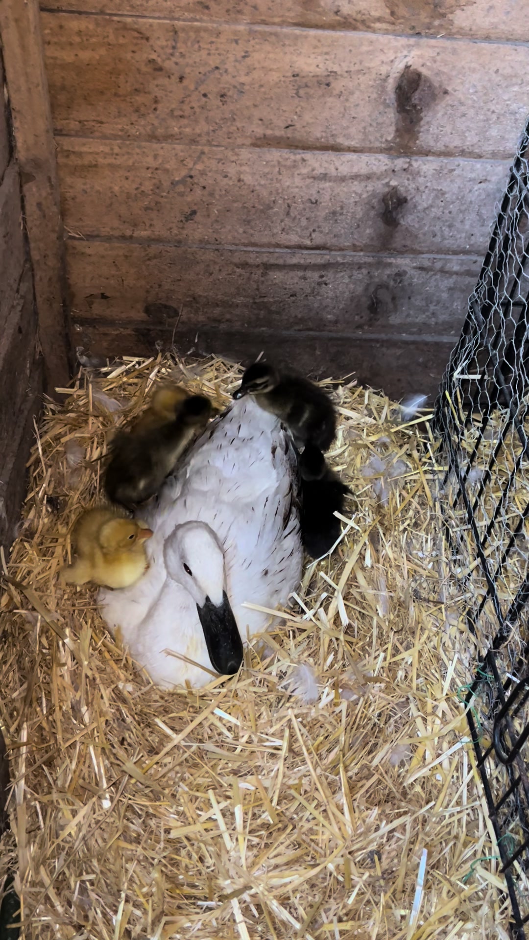 @Crazy Duck UK
