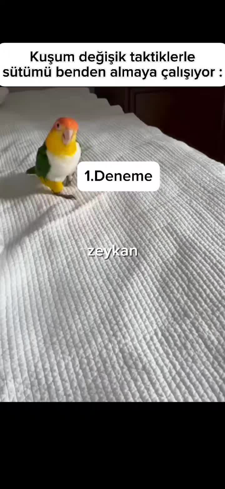 @zeykandub