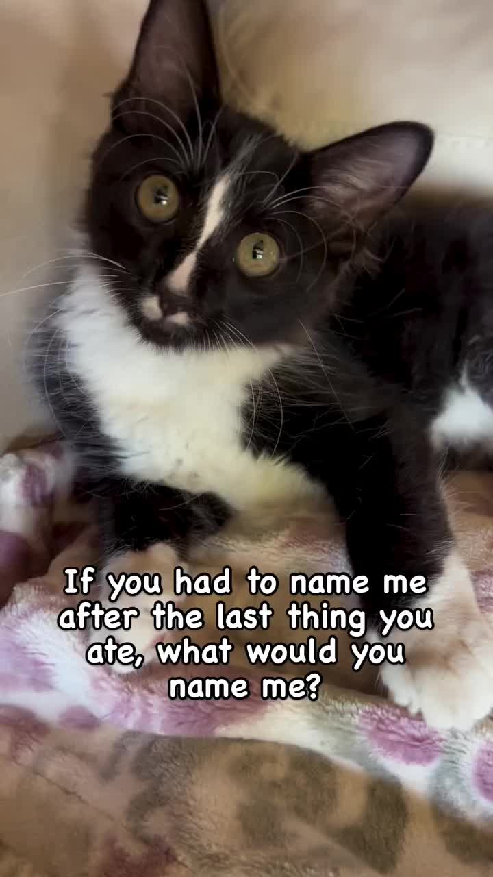 @presleythetuxie