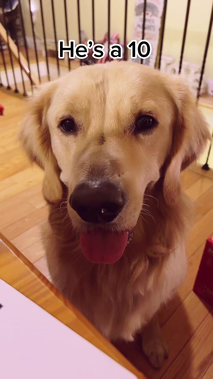 @Buddy the Golden 🦮😎