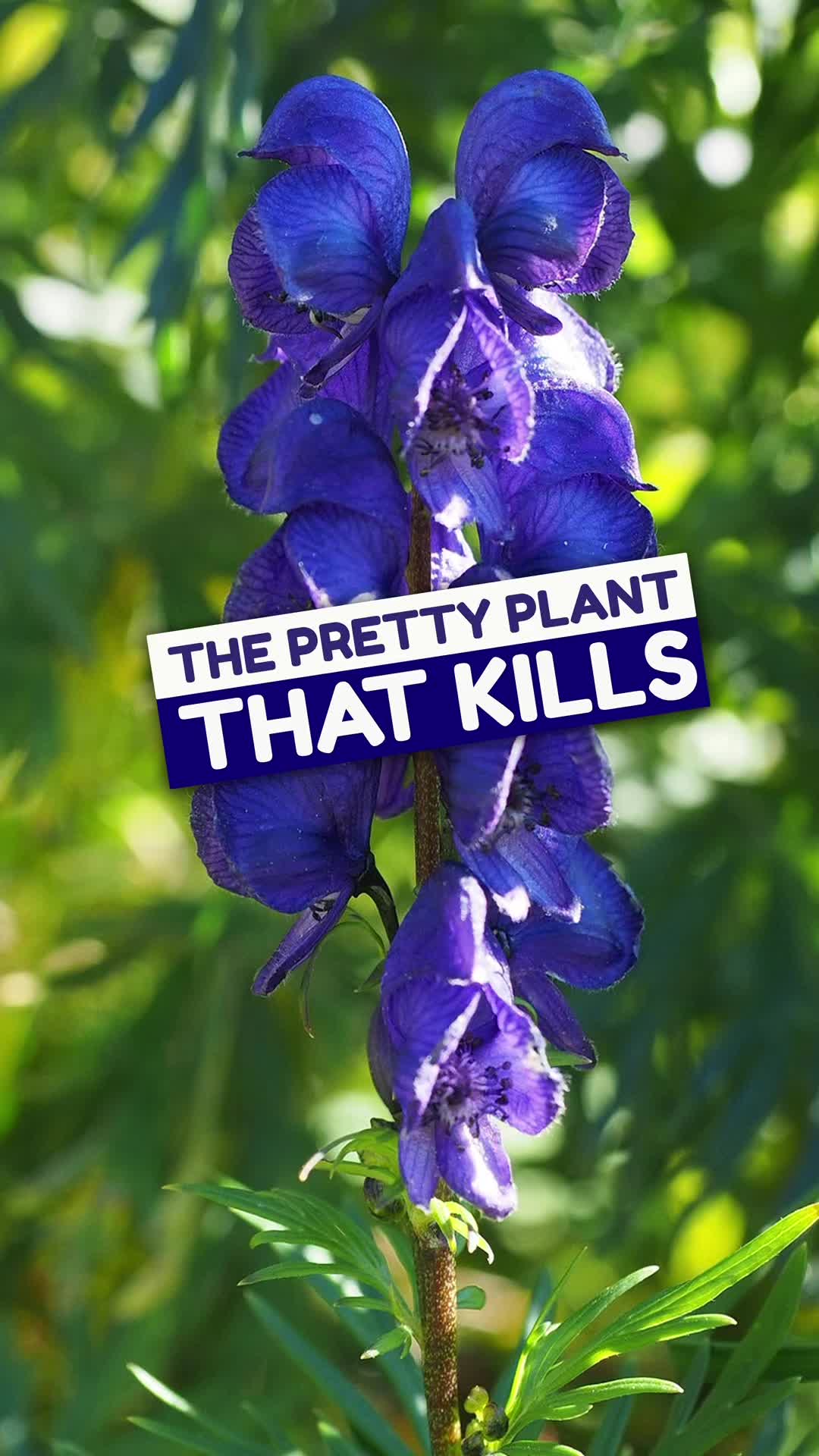 @FancyPlantsLA