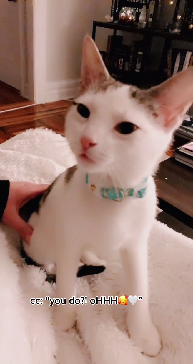 @nova’s the cat