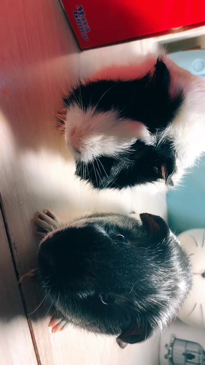 @🐹Thē çûtę pètš🐱