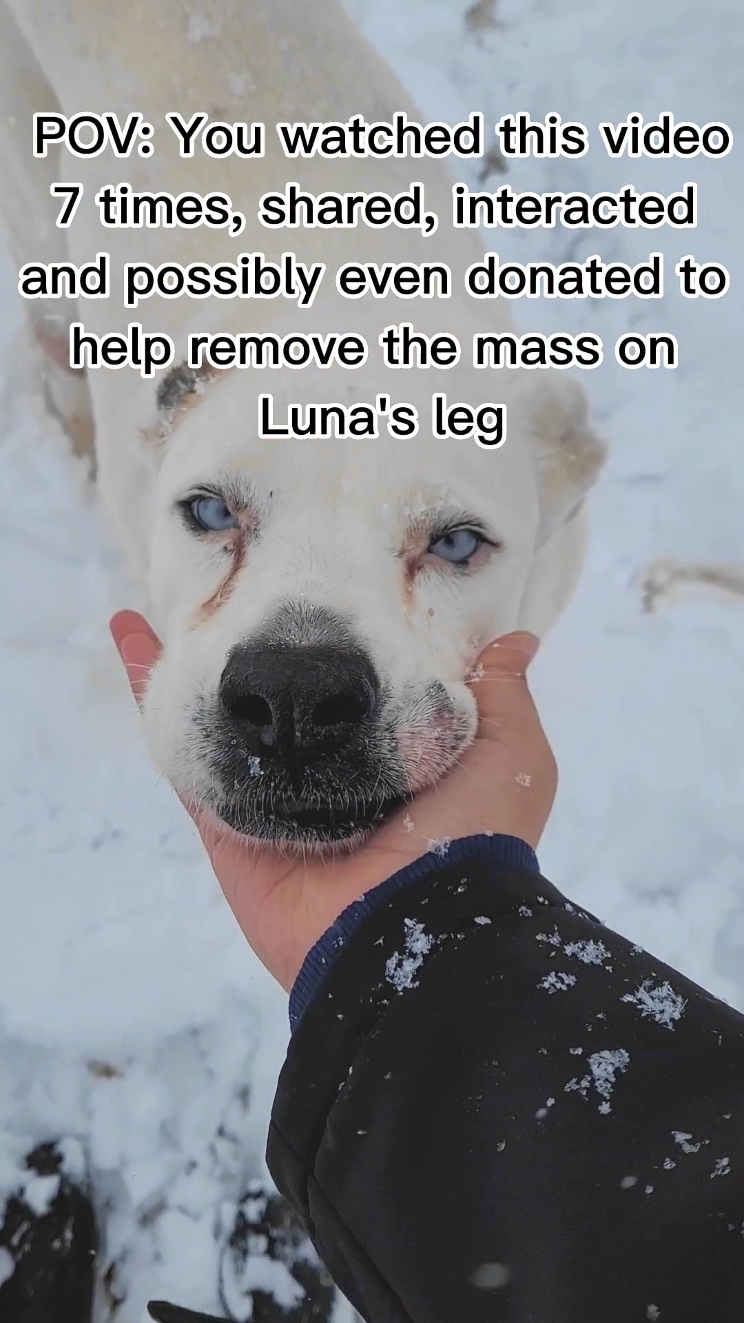 @Lulu ♡ Luna