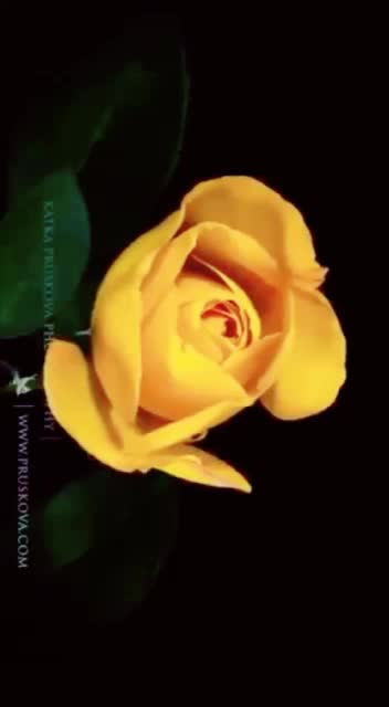 @baby___bee