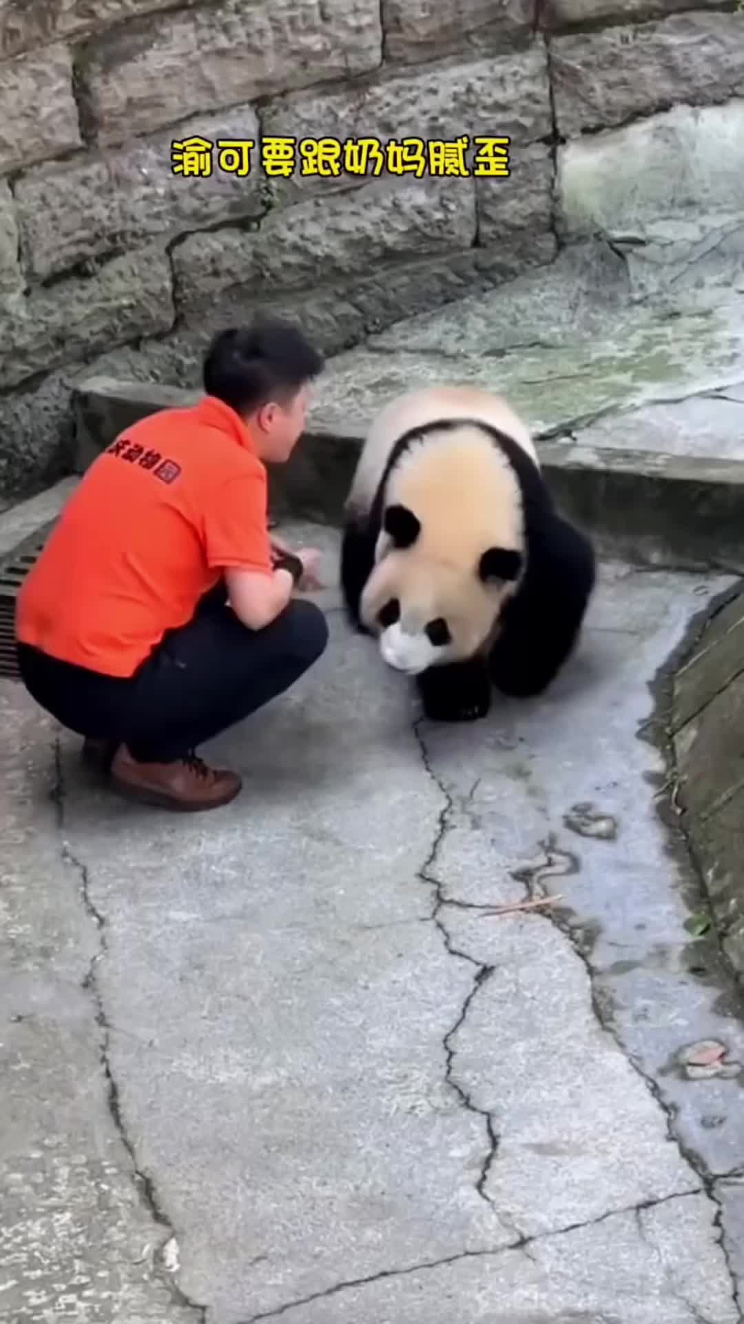@meowhhcdntb