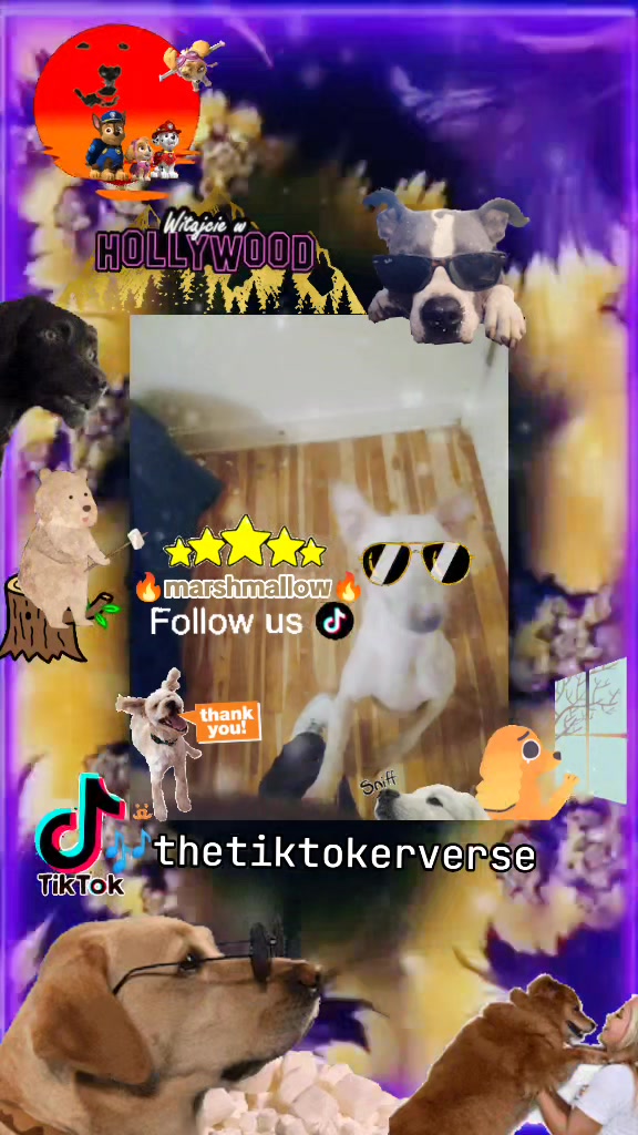 @🎶TheTikTokerVerse
