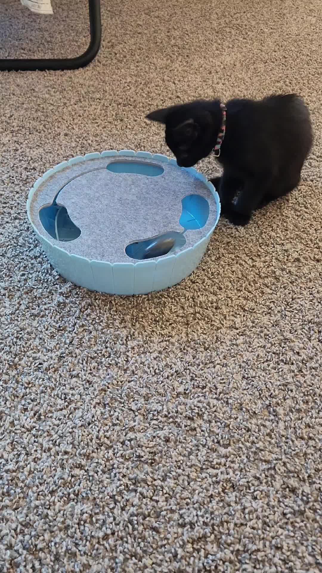 @Superkitties