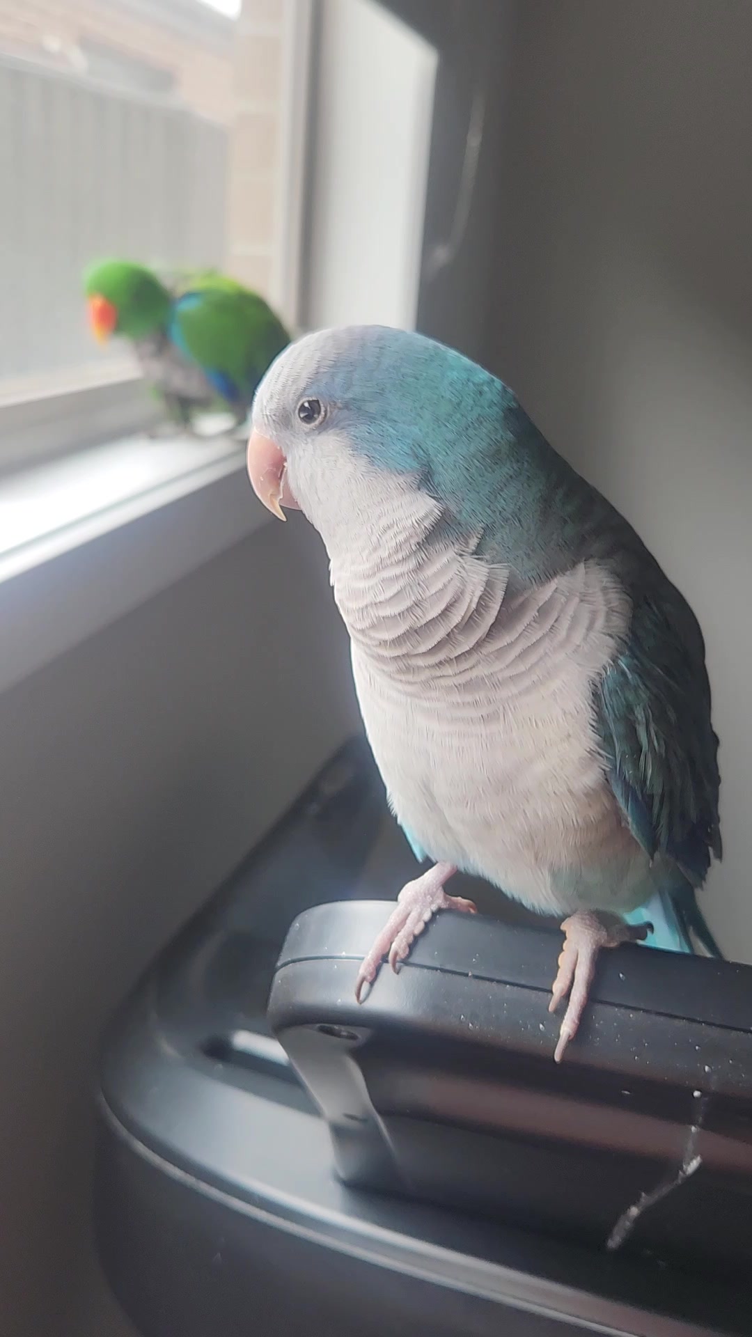 @Funnyparrotboys