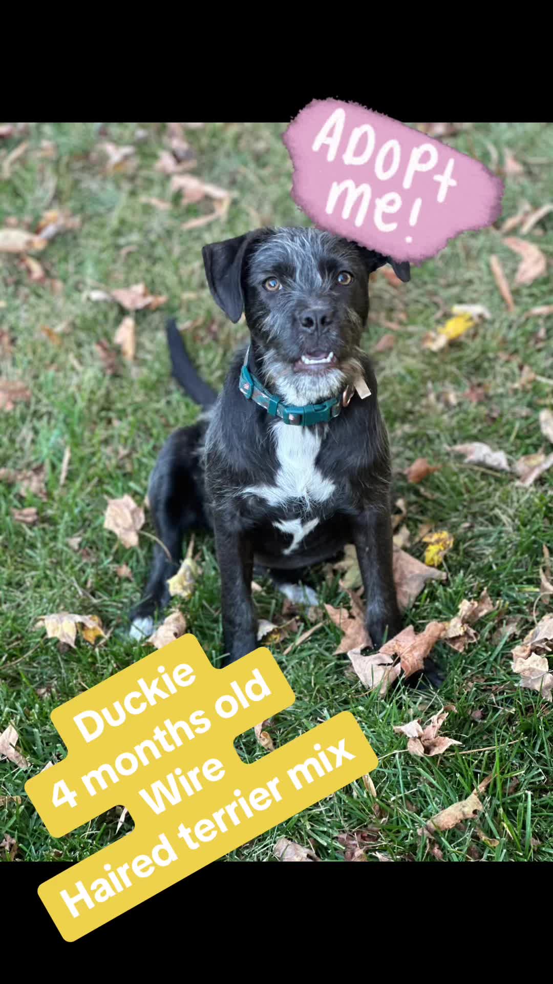 @Happy Tails Rescue, Inc.