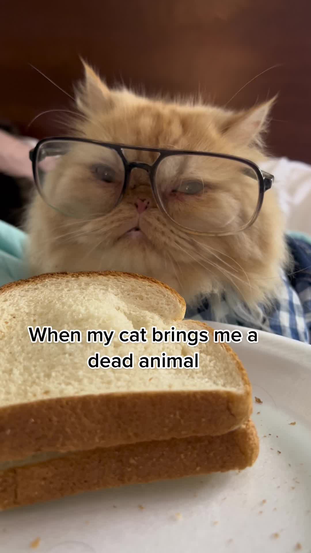 @Thedivakats