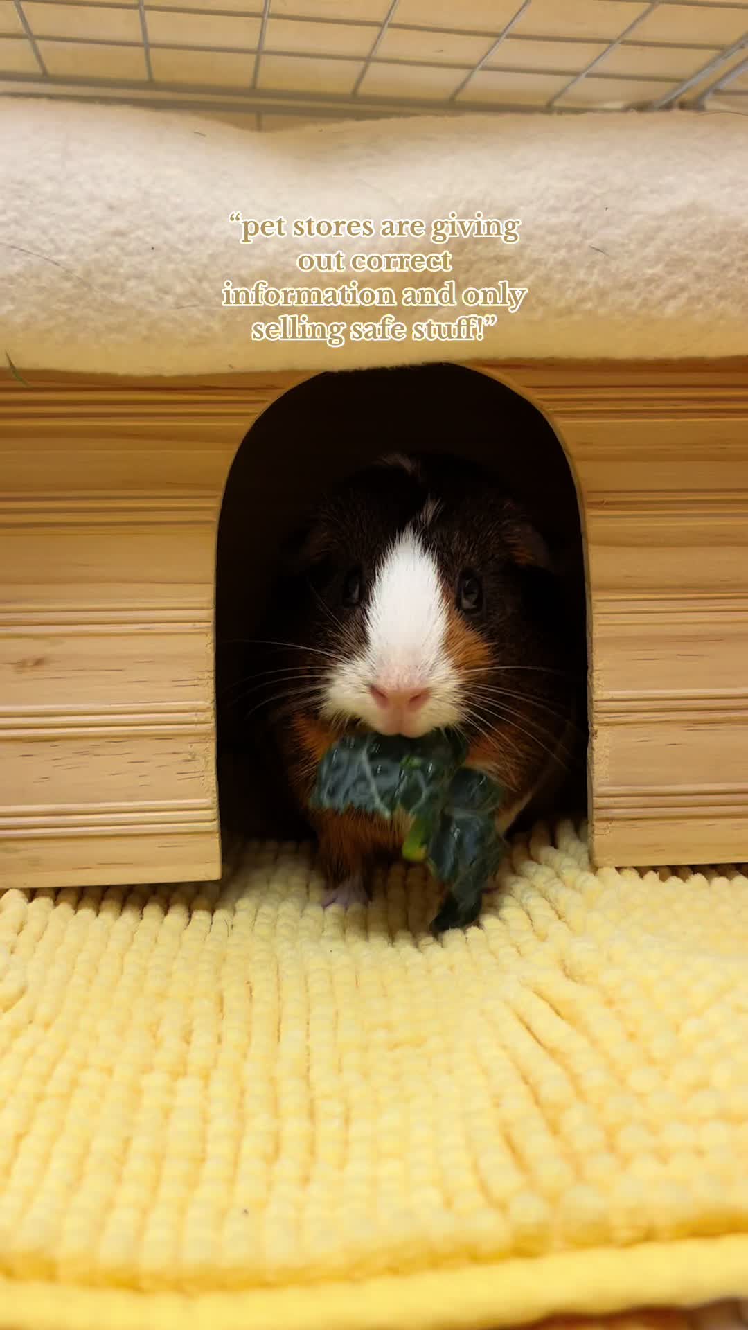 @bear.themouse ๐ฑ