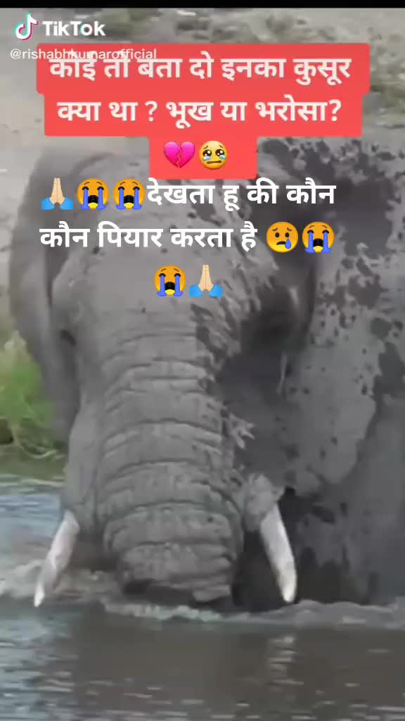 @parihar king