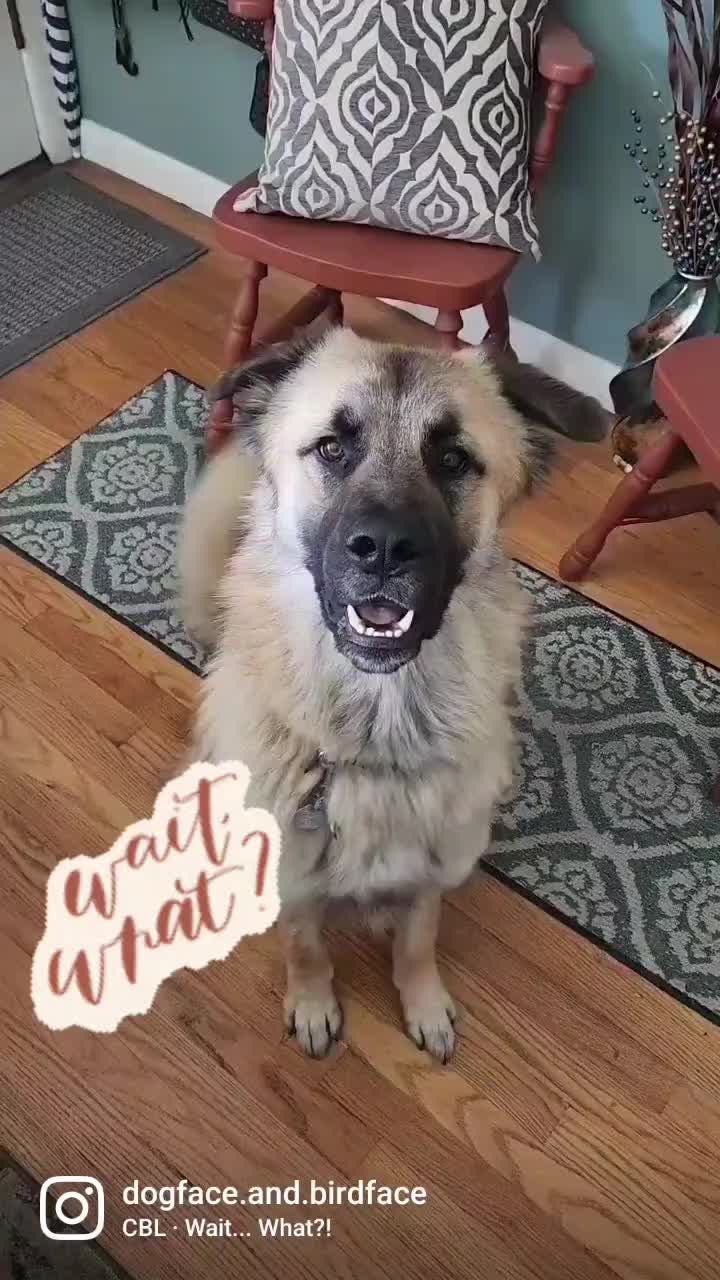 @dogface.and.birdface