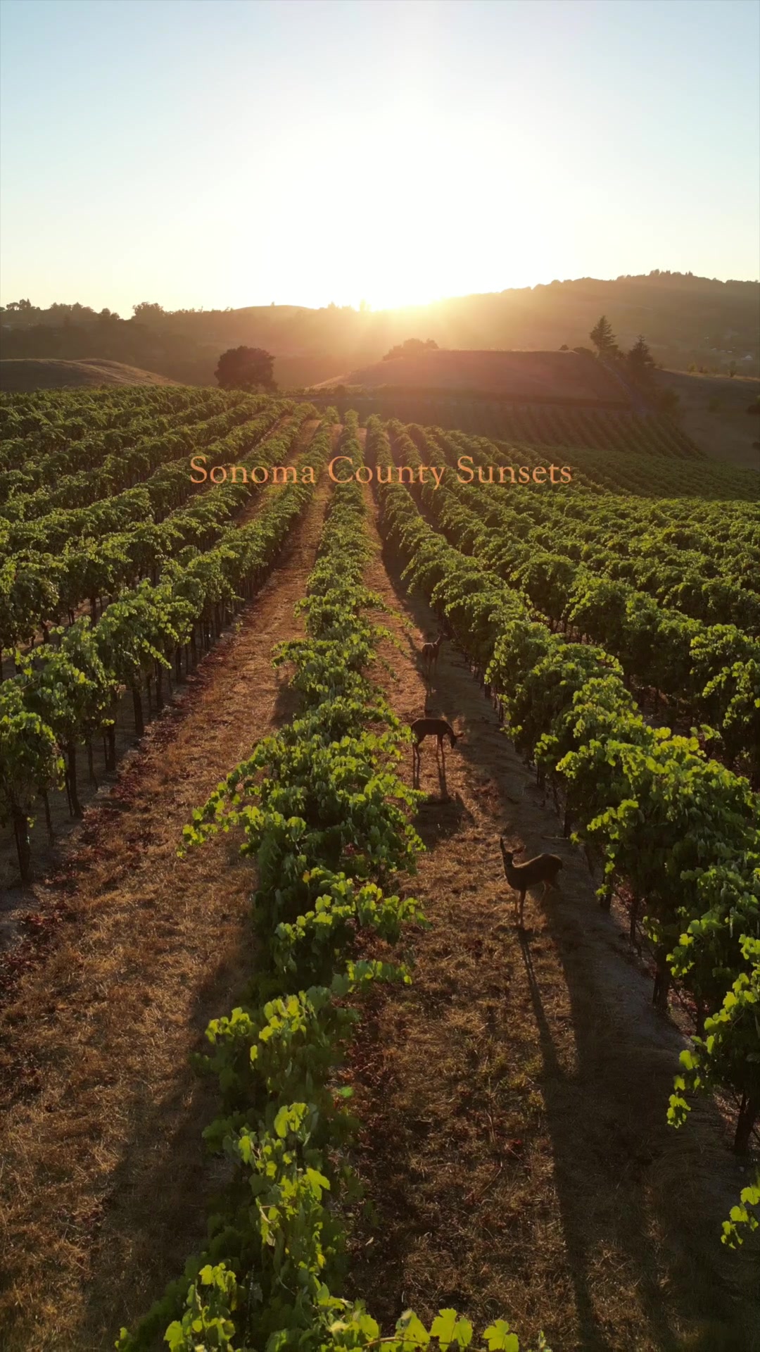 @WineCountryDrone