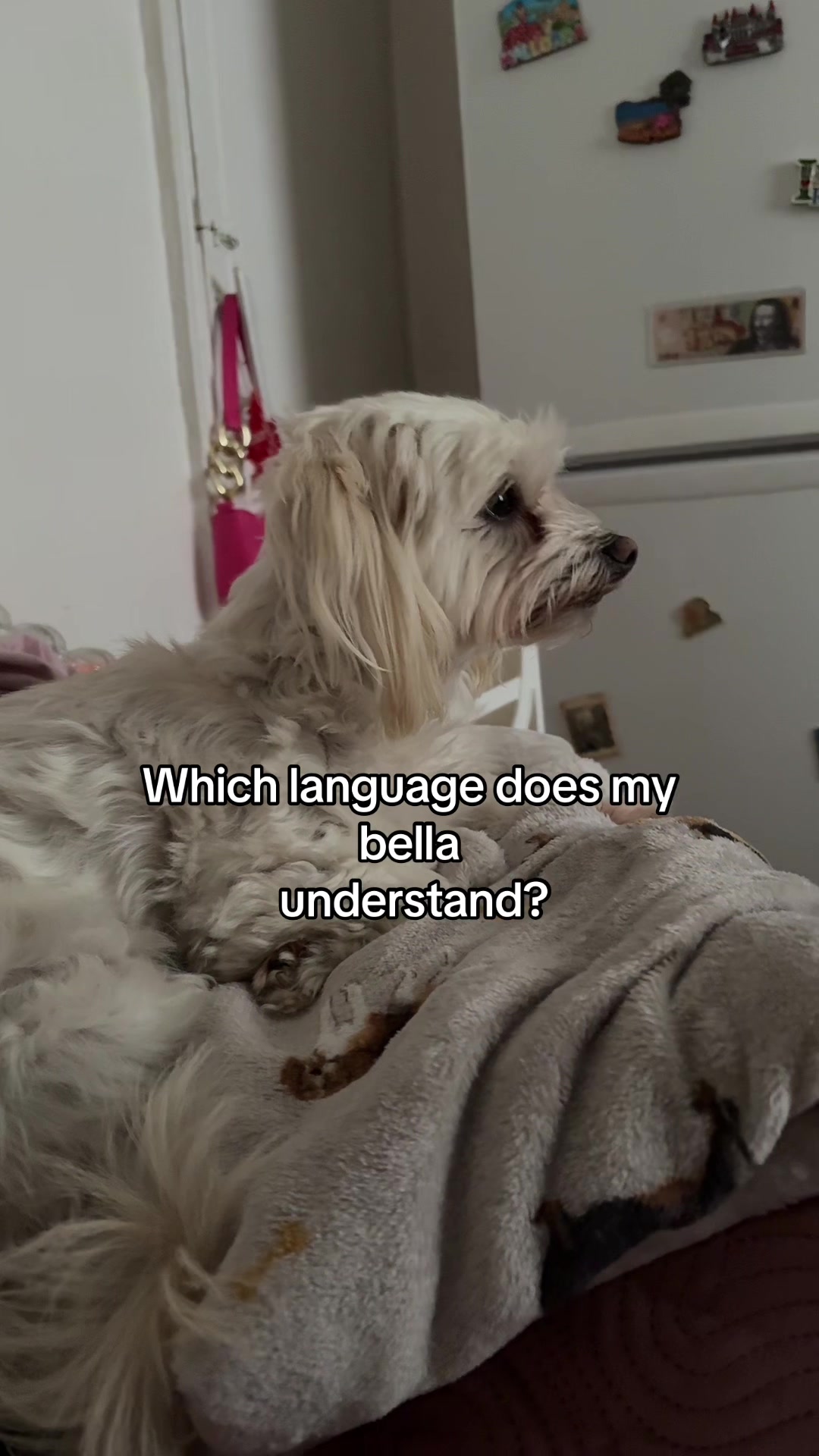 @Bella & Chitzi