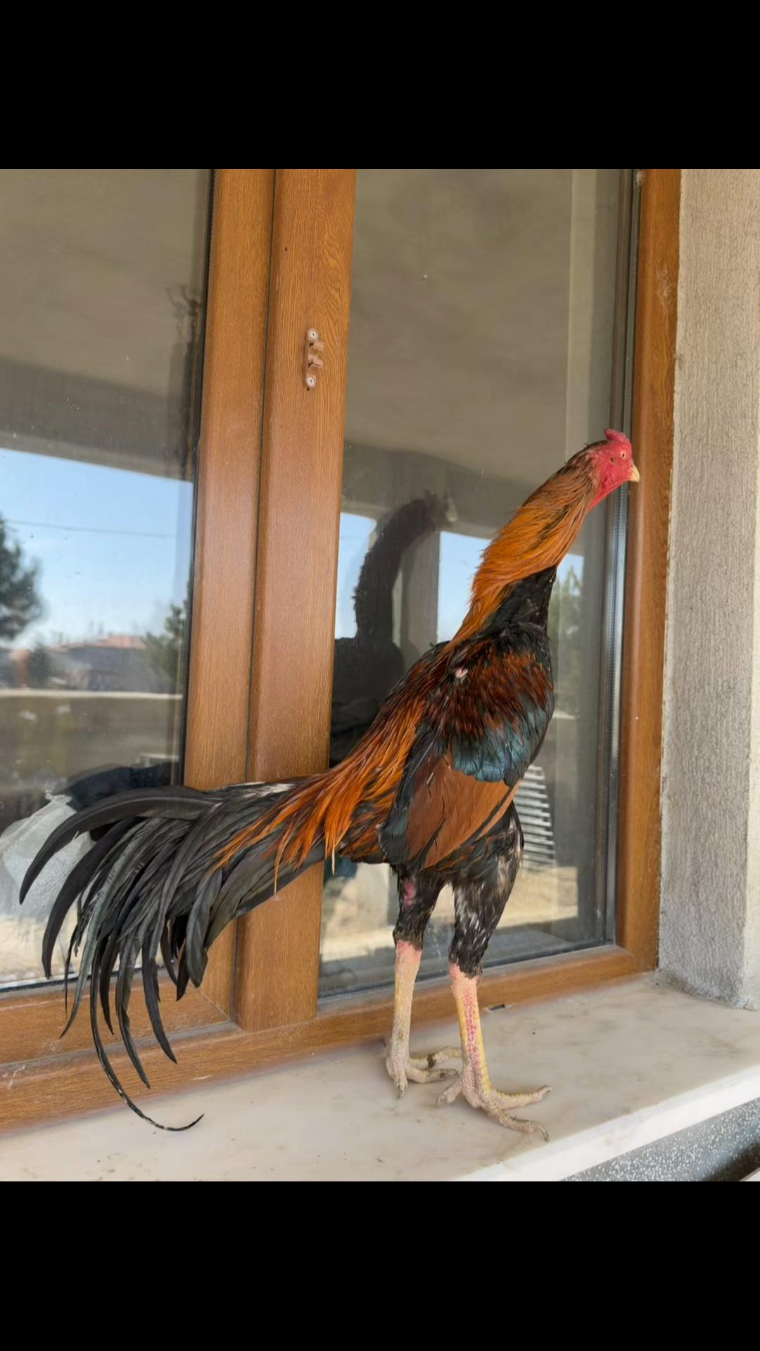 @Taha ölmez