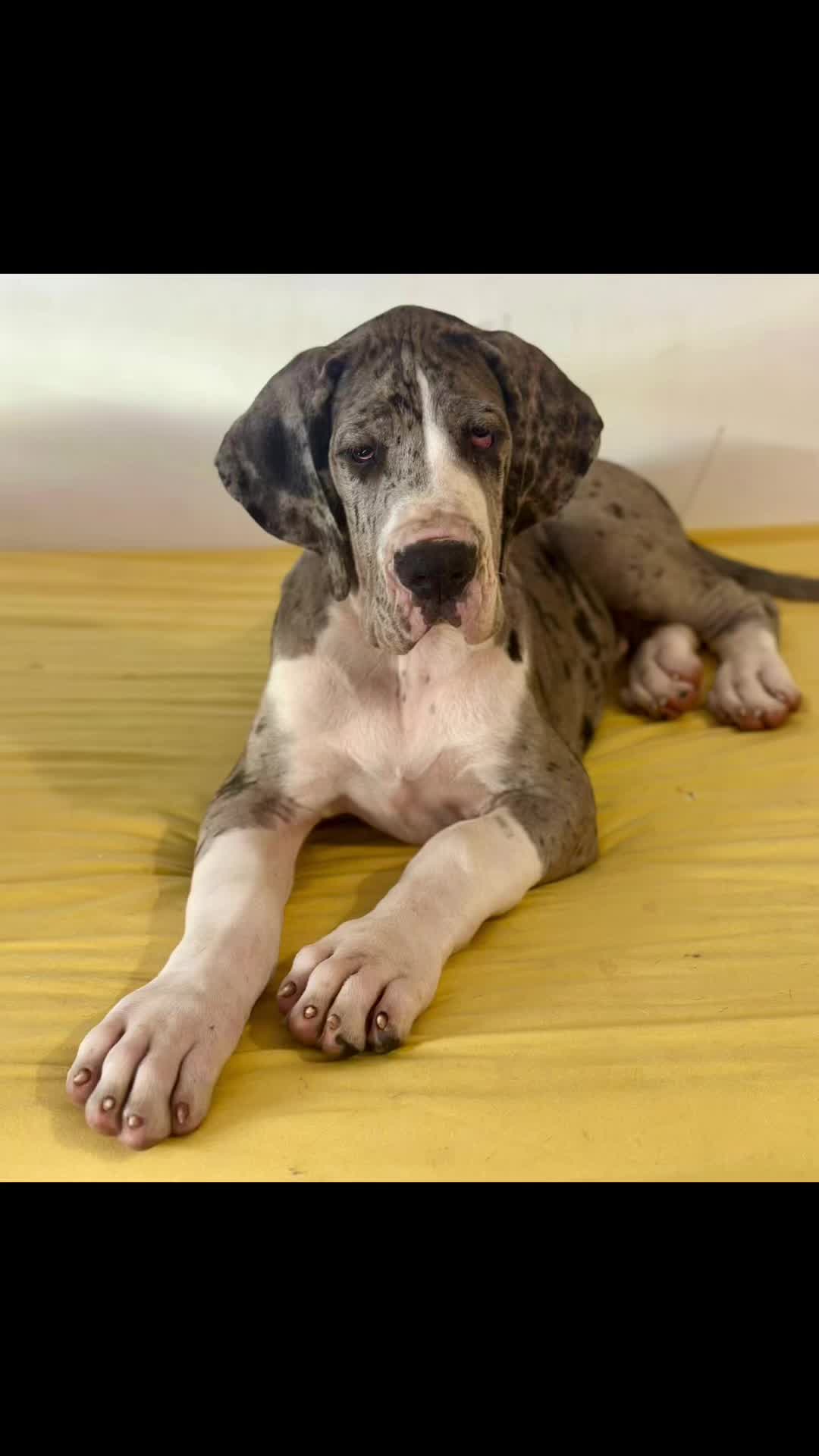 @Dеlмаdоg 🐾