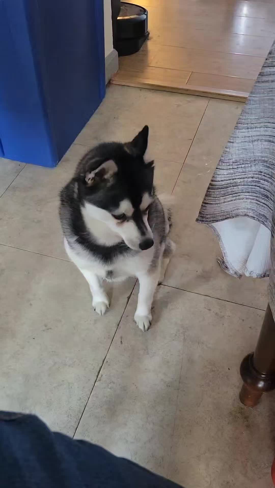 @Hersheytheminihusky