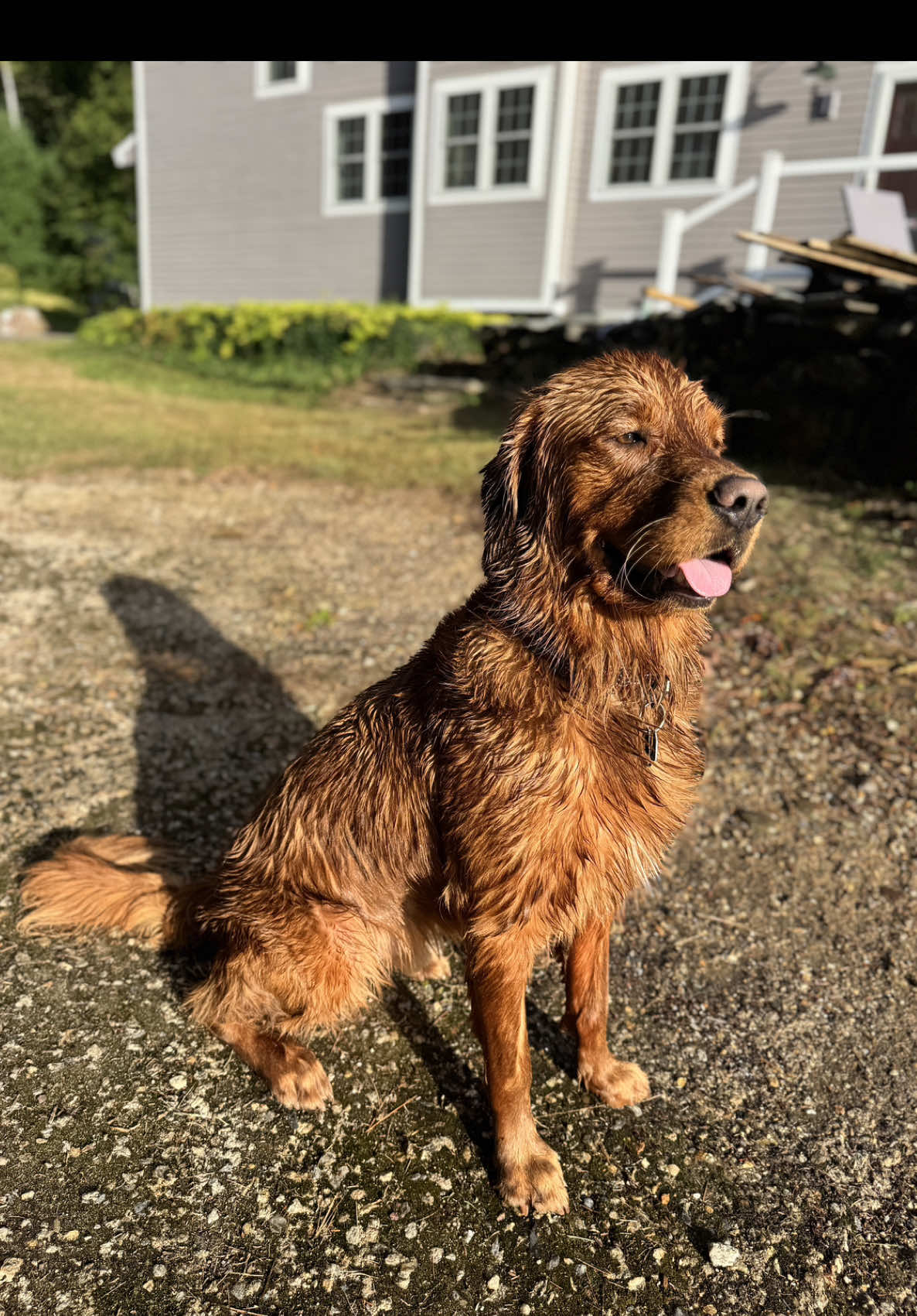 @Rooster The Red Retriever