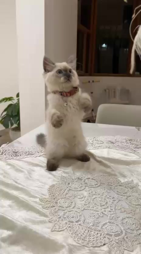 @مالك عبدو