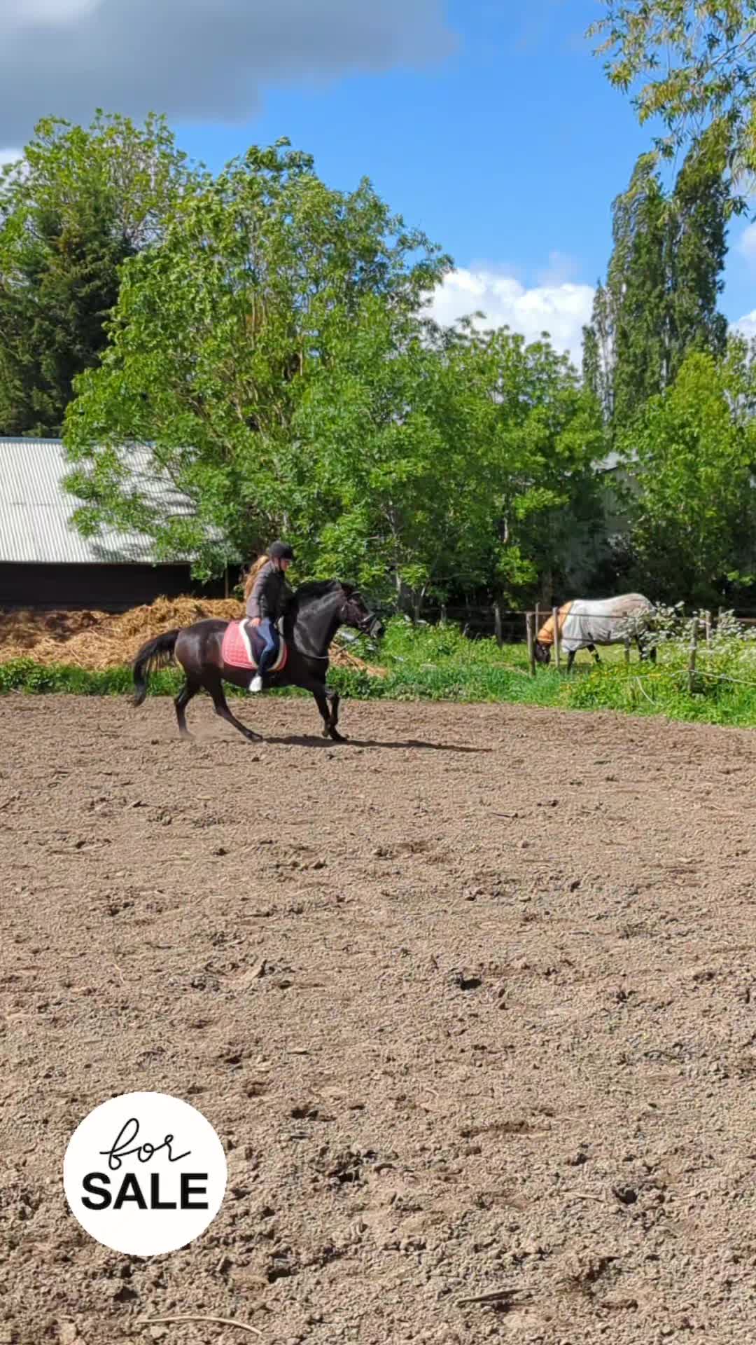 @Elegantia Horses