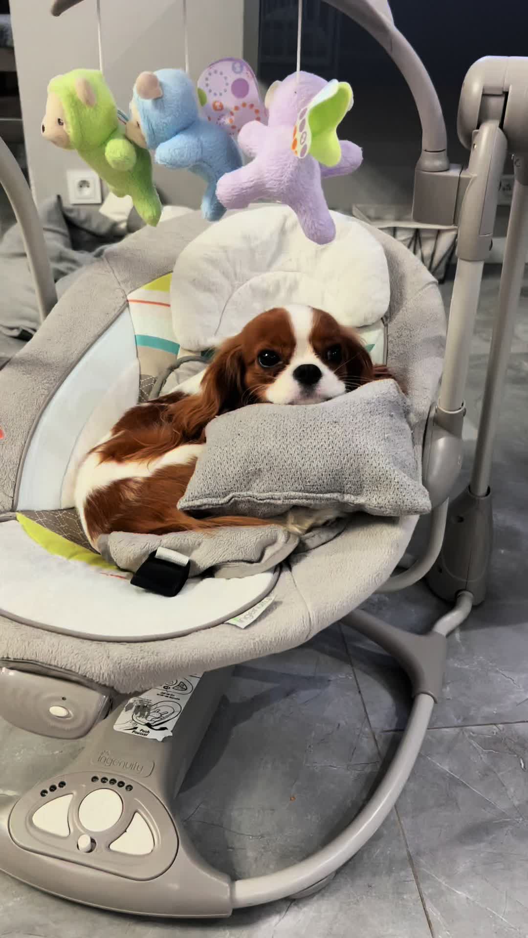 @Lilly Cavalier 🐶