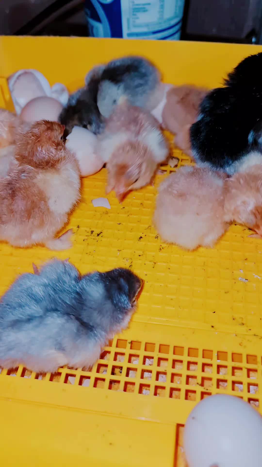 @Little Laying Chickens Shop