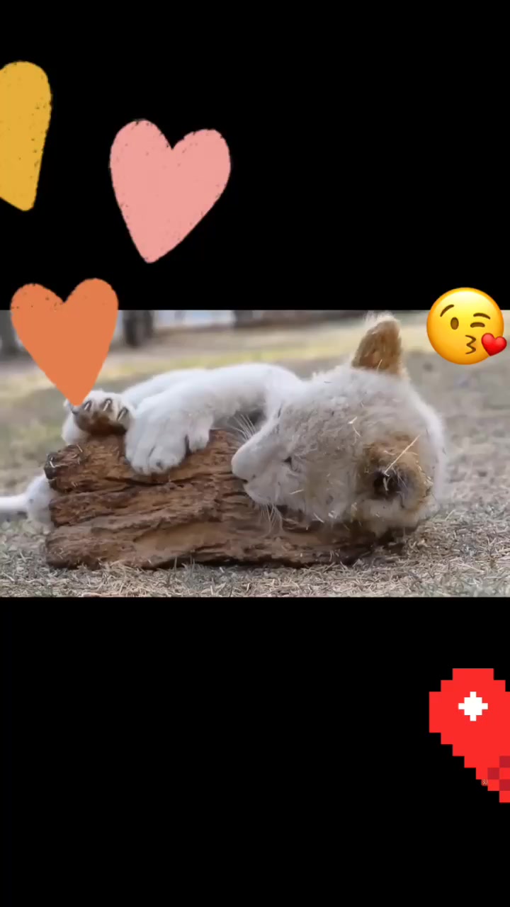 @Pet loverr