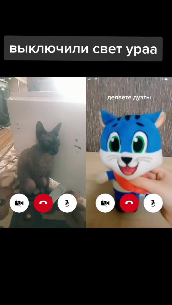@котик Буба
